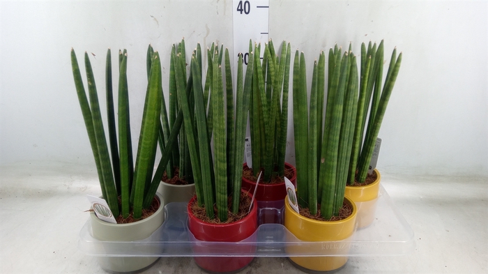 <h4>Sansevieria cyl.  ...</h4>