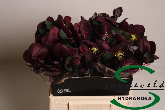 <h4>HELL AAR NORA RED</h4>