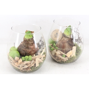 arr4 Amaryllis PL - Glas roma kl. 338/6