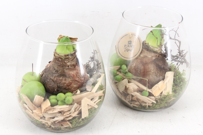 <h4>arr4 Amaryllis PL - Glas roma kl. 338/6</h4>