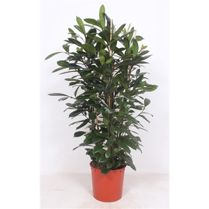 Ficus Cyathistipula 3pp