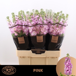MATTH MATHILDA PINK