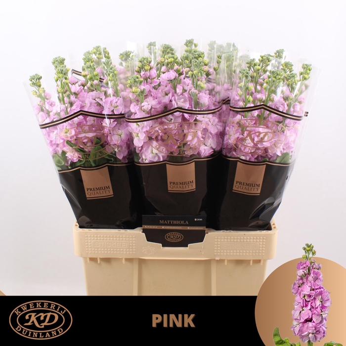 <h4>MATTH MATHILDA PINK</h4>
