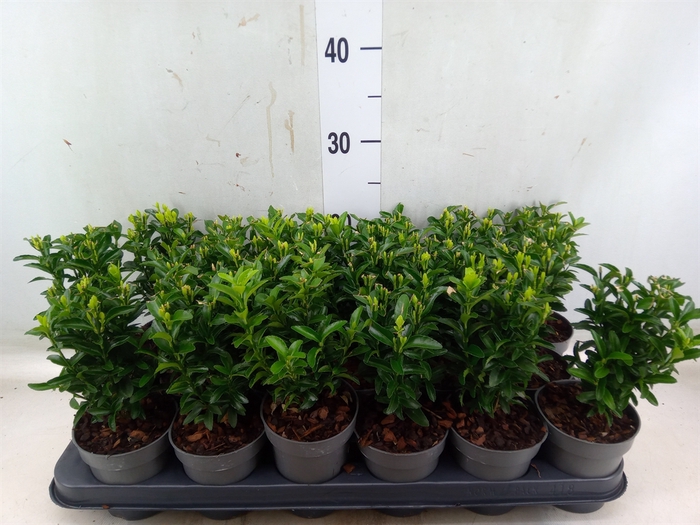 <h4>Euonymus japon. 'Green Spire'</h4>