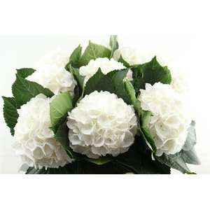 Hydr M White Albatros 80-20