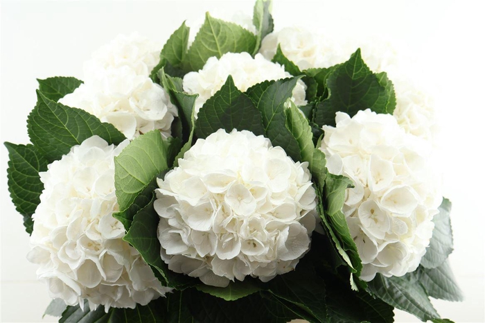 <h4>Hydr M White Albatros 80-20</h4>