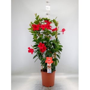 Mandevilla sand. 'SumStar Red'