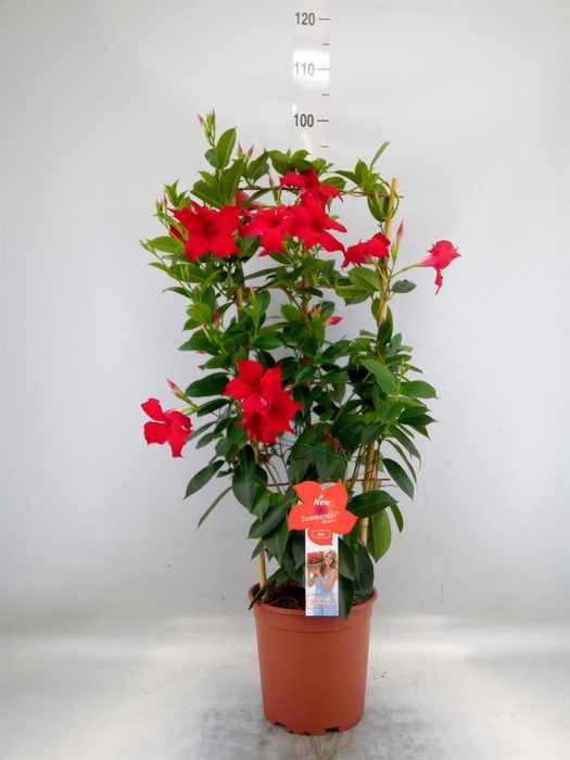 <h4>Mandevilla sand. 'SumStar Red'</h4>