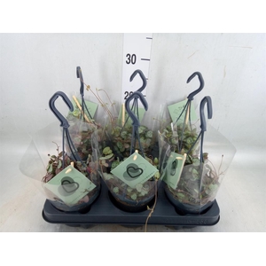 Ceropegia woodii ssp. woodii