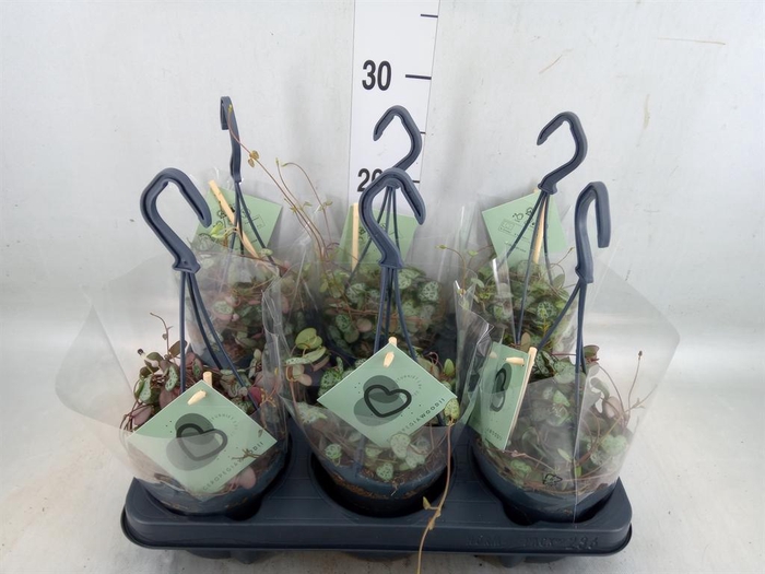 <h4>Ceropegia woodii ssp. woodii</h4>