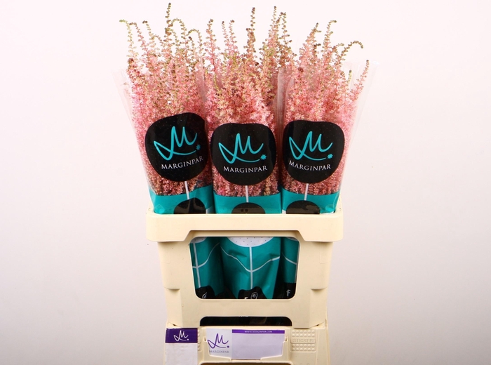 <h4>Astil Ar Erika</h4>