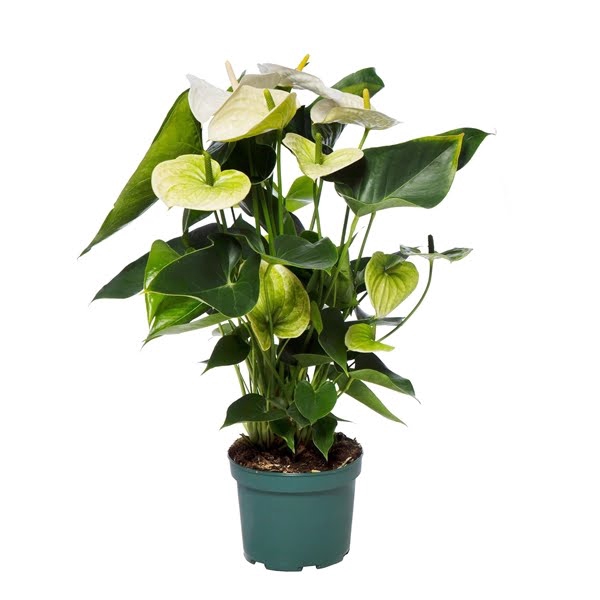 Anthurium Samora 17cm