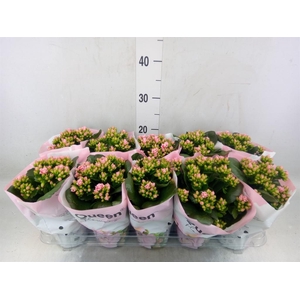 Kalanchoe  'MoreFlow Lillian'