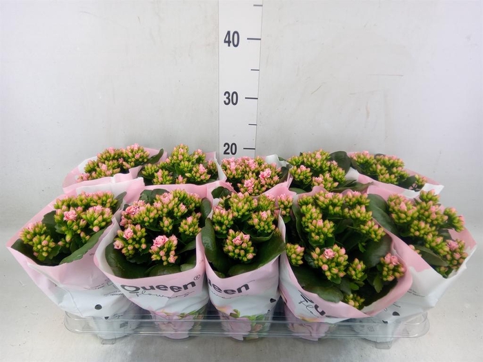 <h4>Kalanchoe  'MoreFlow Lillian'</h4>