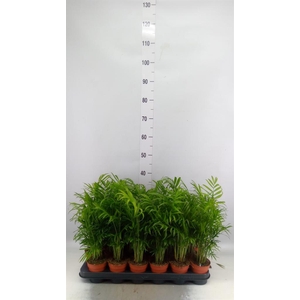 Chamaedorea elegans