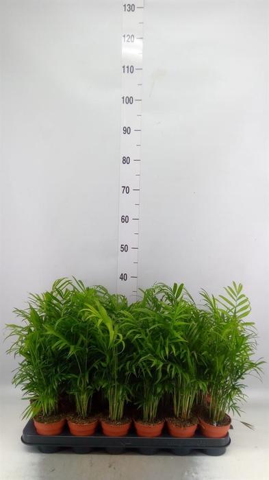 <h4>Chamaedorea elegans</h4>