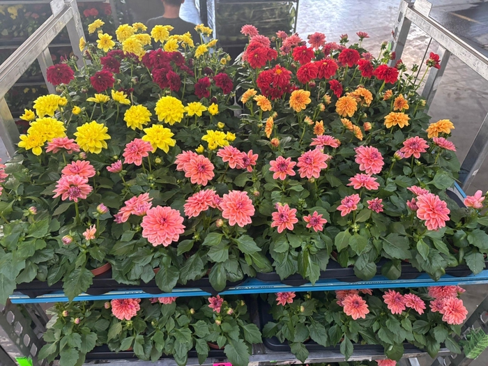 <h4>DAHLIA MIXK 5 KL</h4>