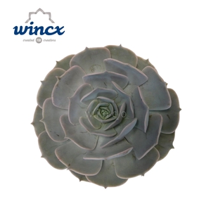 Echeveria Pollux Cutflower Wincx-12cm