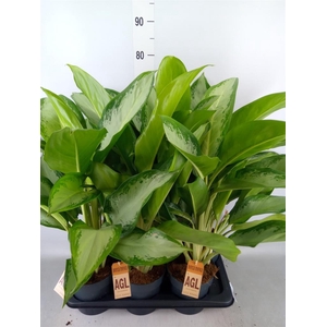 Aglaonema  'Cleopatra'