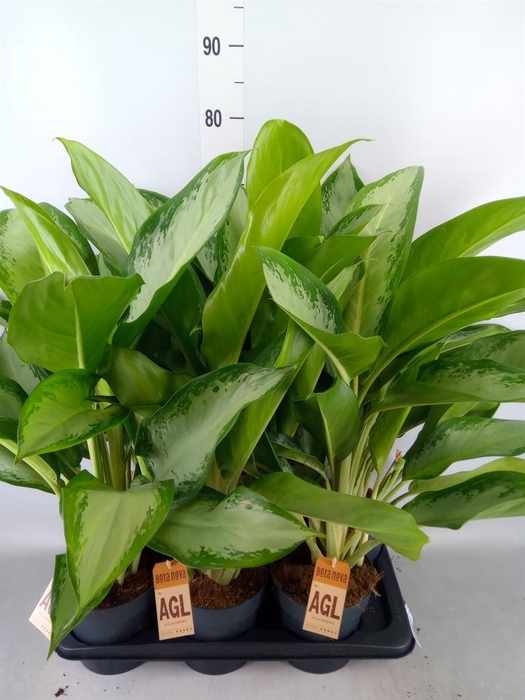 <h4>Aglaonema  'Cleopatra'</h4>