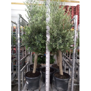 Olea europaea