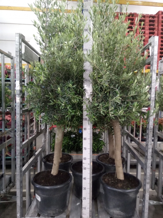 <h4>Olea europaea</h4>