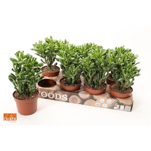 Crassula Ovata Trompet 12Ø 20cm