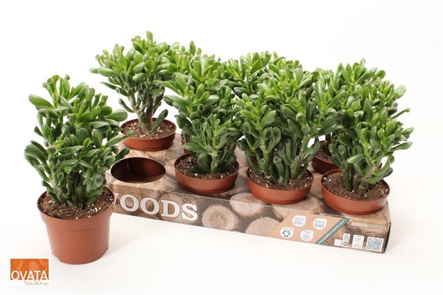 Crassula Ovata Trompet 12Ø 20cm