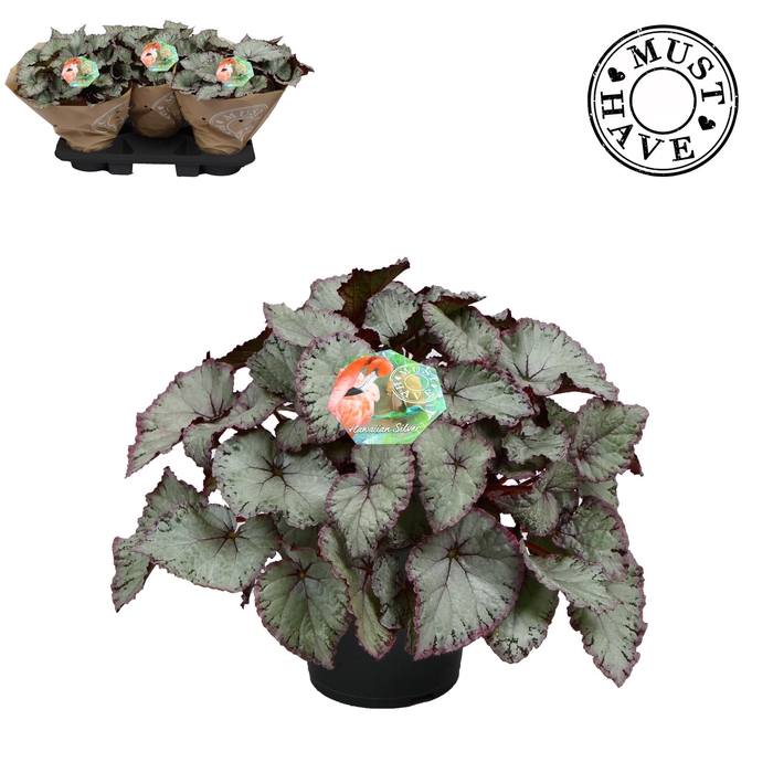 <h4>Bladbegonia Rex Hawaiian Silver Must Have</h4>