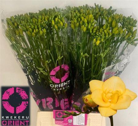 <h4>Fr Du Boulevard</h4>