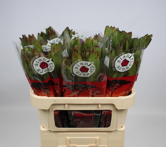 <h4>LEUCAD SAF GOLDSTRIK</h4>