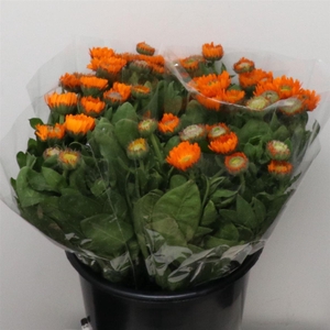 Calendula Orange