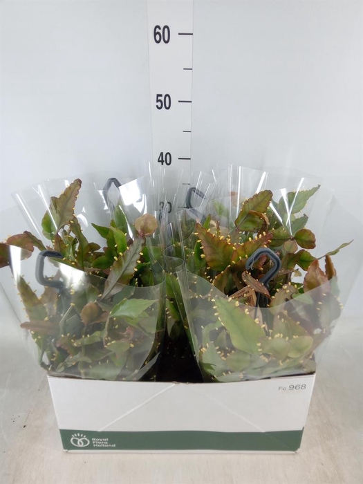 <h4>Rhipsalis elliptica</h4>