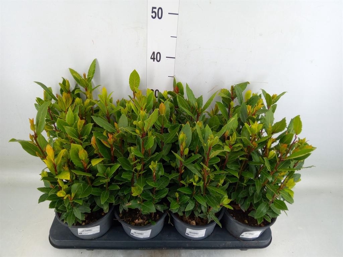 <h4>Laurus nobilis</h4>