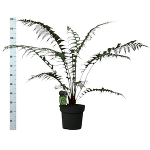 Dicksonia antarctica