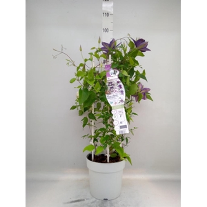 Clematis   ...
