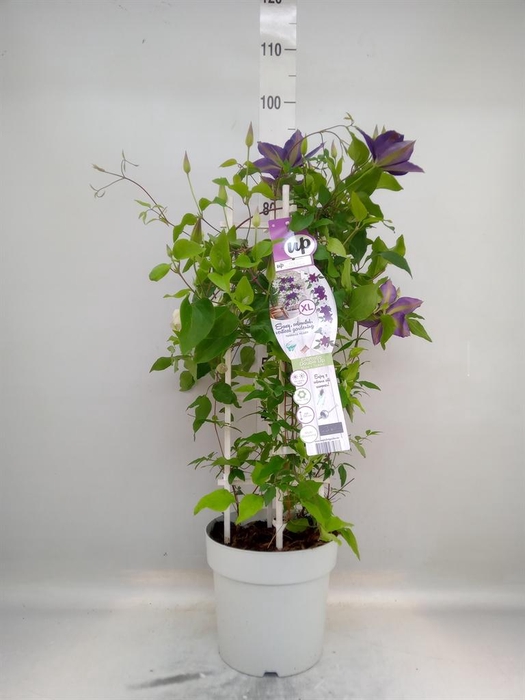 <h4>Clematis ...</h4>