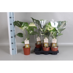 MONSTERA DEL VARIEGA