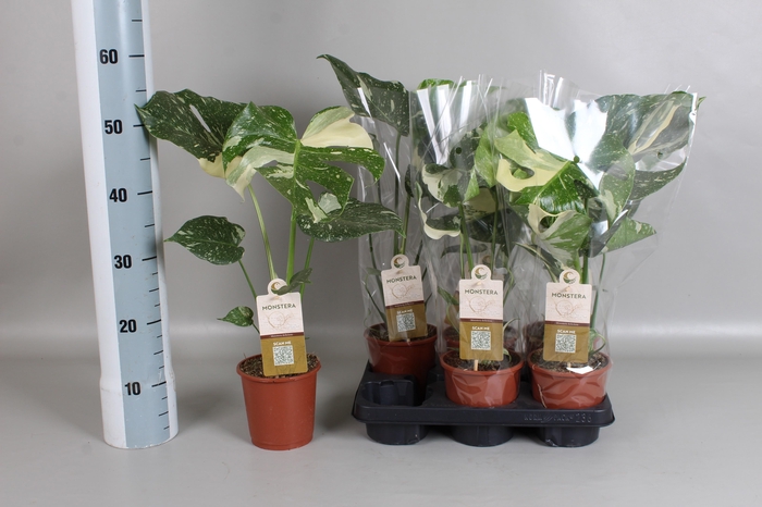 <h4>MONSTERA DEL VARIEGA</h4>