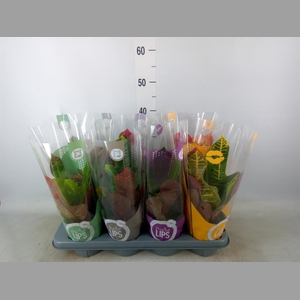 Codiaeum var. GR 'Excellent'