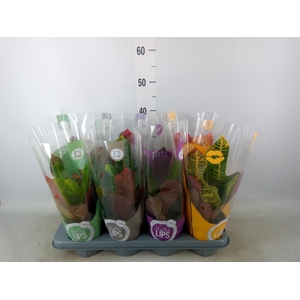 Codiaeum var. GR 'Excellent'