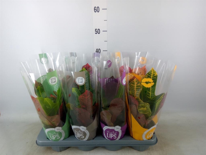 <h4>Codiaeum var. GR 'Excellent'</h4>