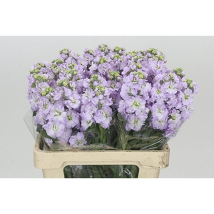 Matthiola Iron Marine