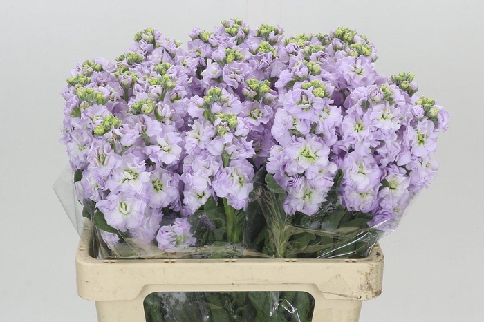 <h4>Matthiola Iron Marine</h4>