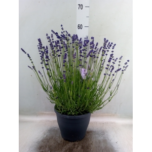 Lavandula angus. 'Havanna Dark'