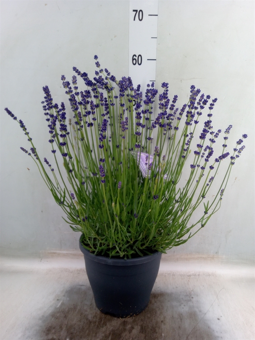<h4>Lavandula angus. 'Havanna Dark'</h4>