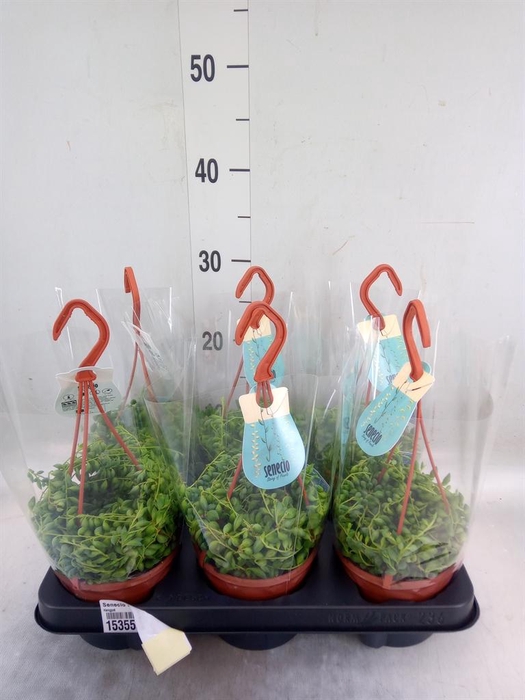 <h4>Senecio herreianus</h4>