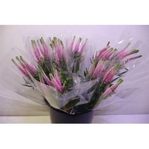 Veron Smart Roswitha X5