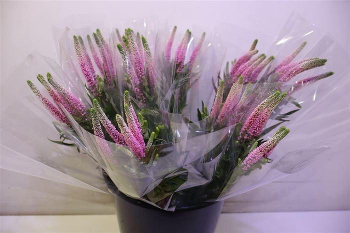 Veron Smart Roswitha X5