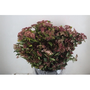 Viburnum Blooming Valery P Bunch